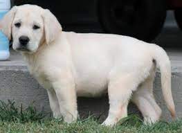 Penny lane is a small kennel run by my husband, myself, and our 2 little helpers. Yellow Lab Puppies For Sale Cream And Yellow Lab Puppy Breeder