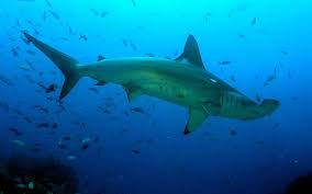 No se sabe la razón de esta evolución de la cabeza. Tiburon Martillo Caracteristicas Bioenciclopedia