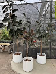 Image result for Ficus bubu