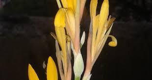 Http Flowerssp Wordpress Com 2014 11 01 Yellow Kardali Flower Flowers Photography Amazing Pics Photography