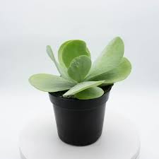 Image result for Kalanchoe glaucescens