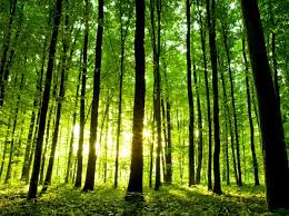 The the meghalaya public service commission was constituted on 14th september, 1972. As Climate Change Depletes Forests Meghalaya Turns To Villages For Revival Business Standard News