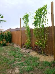 May 11, 2021 · espaliered trees and shrubs are also a form of a trellis. My Diy Privacy Trellis Pinterest Inspired This Plant Is Mandevilla And Is Growing Wonderfully In Zone Privacy Landscaping Privacy Trellis Backyard Landscaping
