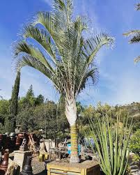 Image result for Dypsis decaryi