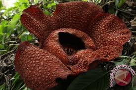 Noor mustaqim bin mohamed ba15110387@student.ums.edu.my 1.0 pengenalan tempat tersebut telah ditubuhkan pada tahun 1984 oleh jabatan perhutanan sabah bagi melindungi bunga rafflesia yang terdapat di kawasan itu. Bengkulu Ajak Warga Lestarikan Habitat Rafflesia Arnoldii Antara News