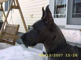 Great dane puppies for sale in fairmont, minnesota. Great Dane Puppies For Sale In Fairmont Minnesota Classified Americanlisted Com