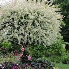 This deciduous shrub tends to be very once you buy a japanese dappled willow shrub, make sure to read about the care instructions that are required and recommended to keep this. Everything You Need To Know About Tri Color Dappled Willow Trees This Old House
