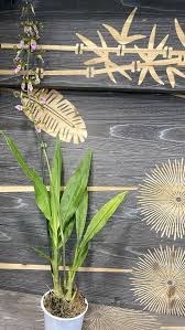 Image result for Eulophia elegans