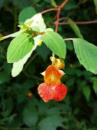 Image result for Impatiens  capensis