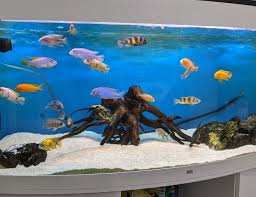 Tetra 55 gallon aquarium kit with fish tank, fish net, fish food, filter, heater and water conditioners 4.5 out of 5 stars 294 $297.57 $ 297. 100 Gallons Fish Tanks And Aquariums Ratemyfishtank Com