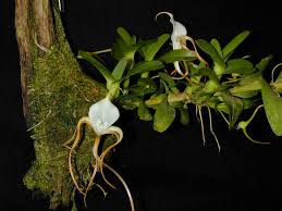 Image result for Angraecum