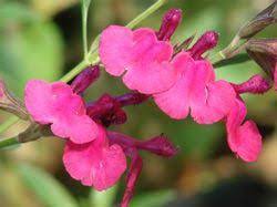 Salvia Greggii X Lemmonii Raspberry Royale For Sale Salvia Greggii Salvia Pink Flowers