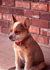 Why buy an australian cattle dog puppy for sale if you can adopt and save a life? Red Heeler Breeders Cheap Buy Online