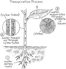 It aims to provide both a graphical and auditory representation of the ipa. 11 Transpiration Models Ideas Plant Science Photosynthesis Biology