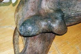 Severe Balanopostitis Orcititis And Scrotum Dermatitis In Dog No 13 Download Scientific Diagram