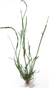 Image result for Leptochloa fusca