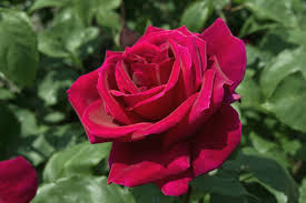 The term resistance or tolerance does not mean that the plant is completely immune to disease. Top 10 Hybrid Tea Roses