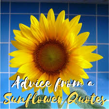 Quotes About Sunflowers And Friends To Enjoy
