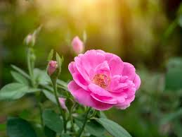 Image result for Rosa