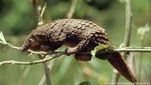 The culprits in both coronavirus outbreaks that began in china are not the pangolin, horseshoe bat or civet cat. Coronavirus From Bats To Pangolins How Do Viruses Reach Us Science In Depth Reporting On Science And Technology Dw 26 03 2020