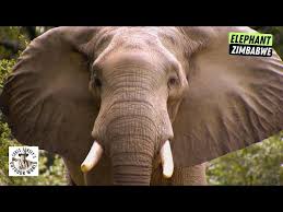 Epic Bow Hunt for Elephant! - YouTube