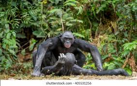 Referat oder hausaufgabe zum thema bonobo paarung. Suchen Sie Nach Bonobo Paarung Der Bonobo Pan Paniscus Stockbildern In Hd Und Millionen Weiteren Lizenzfreien Stockfotos Illustrationen Und Vektorgrafiken In Der Shutterstock Kollektion Jeden Tag Werden Tausende Neue Hochwertige Bilder