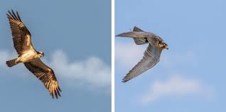 Below are some tips to help you identify swainson's hawks. Hawk Vs Falcons What S The Difference Birdwatching Buzz