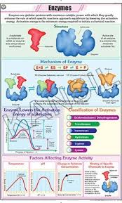 enzymes for general chart