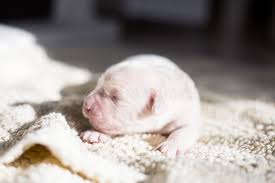Since our toby is just the best we decided to look for a friend for him. 579 Newborn Golden Retriever Puppy Photos Free Royalty Free Stock Photos From Dreamstime