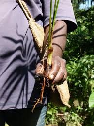 Image result for Raphia gentiliana