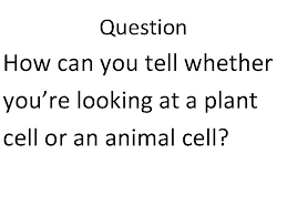 In plant cells, the cell plate forms during this phase. Mitotic Cell Division Exercise 7 Objectives Know The