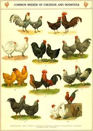 Chicken Breeds Chart Vintage Chicken Art Print Kitchen