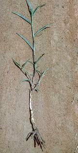 Image result for Aneilema lanceolatum