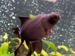 While there is no major outbreak, the national covid task force has issued an advisory. Full Growth Size Of Black Moor How Big