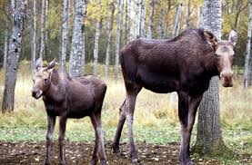 How To Properly Identify Moose Before Hunting Ontario Ca