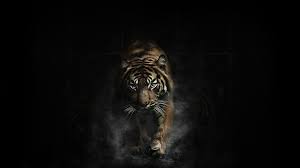 pin by anna choi on wildcats tiger pictures tiger images tiger wallpaper