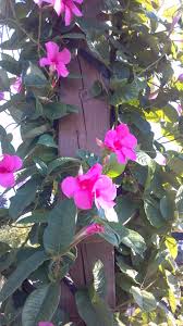 Mandevilla blooms heaviest in summer and sporadically throughout the rest of the year. Pin By West End Florist And Garden Ce On All Star Plants Tropical Flower Plants Tropical Flowers Plants