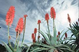 Gardening Aloes In Wonderland And Other Plants That Flower In Winter