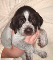 Only guaranteed quality, healthy puppies. German Wirehaired Pointer Puppies