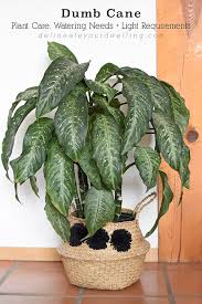 Dumb Cane Plant Care Tips Delineate Your Dwelling