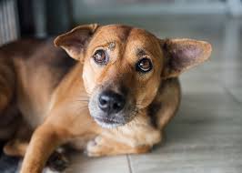 8 Signs Your Dog Is Jealous Of Your Partner How To Stop It