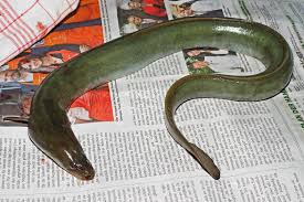 Das ursprüngliche habitat des europäischen aals erstreckt sich über alle gewässer, die durch flüsse, gräben und bäche mit dem atlantik verbunden sind. Pin Auf Aal