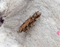 Image result for Ericinella