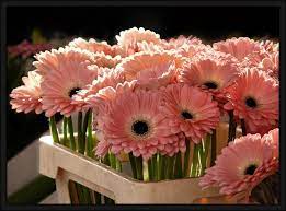 Soft Pink Gerbera By Irbenika Pink Gerbera Gerbera Pink Flowers
