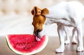 It's a condition known as hollow heart and is caused by vacillations in temperature amid the developing season. Watermelons For Dogs 101 Can Dogs Eat Watermelons
