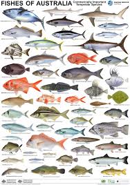 Hello Around Two Years Ago I Witnessed A Mysterious Fish Being Caught Still Don T Know What Type Of Species It Wa Types Of Fish Fish Chart Salt Water Fish