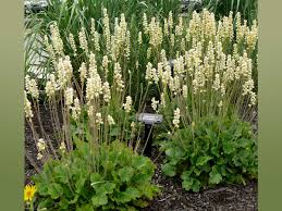 Image result for Heuchera cylindrica Greenfinch