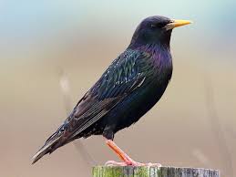 Big Black Birds In Ohio European Starling Ebird Starling Birds Black Bird