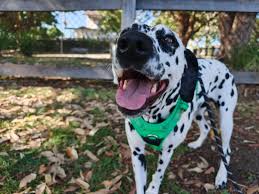 Bella dueñas pornos