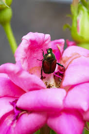 Check spelling or type a new query. Organic Pest Control Better Homes Gardens